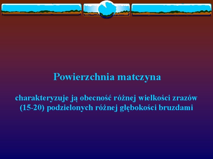 Powierzchnia matczyna charakteryzuje ją obecność różnej wielkości zrazów (15 -20) podzielonych różnej głębokości bruzdami