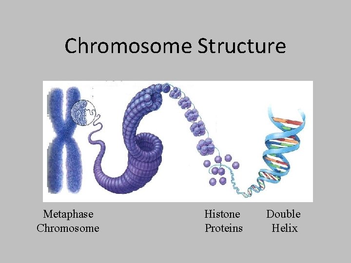 Chromosome Structure Metaphase Chromosome Histone Proteins Double Helix 