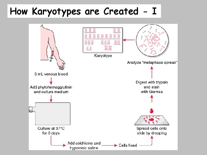 How Karyotypes are Created - I 