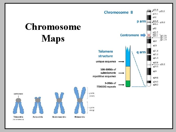 Chromosome Maps TTT 