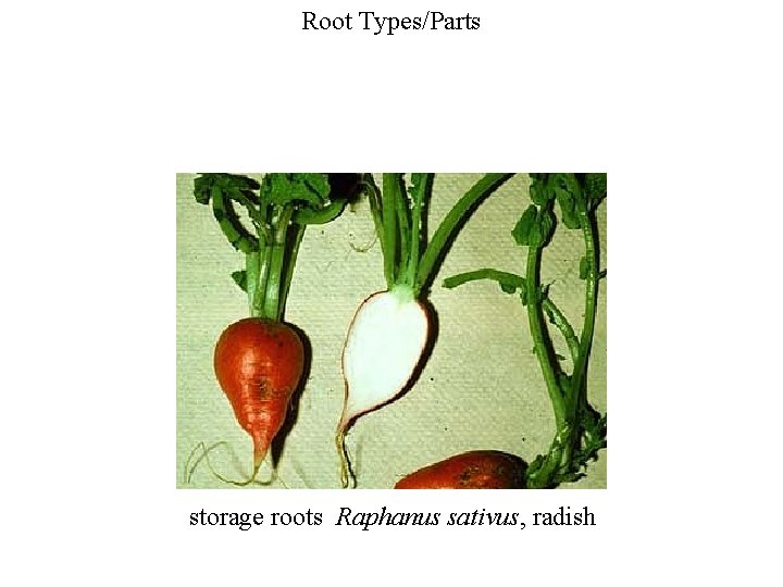 Root Types/Parts storage roots Raphanus sativus, radish 