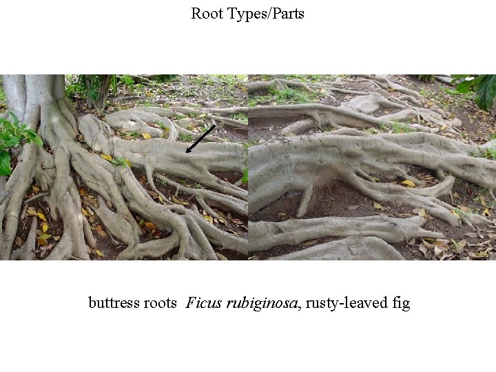 Root Types/Parts buttress roots Ficus rubiginosa, rusty-leaved fig 