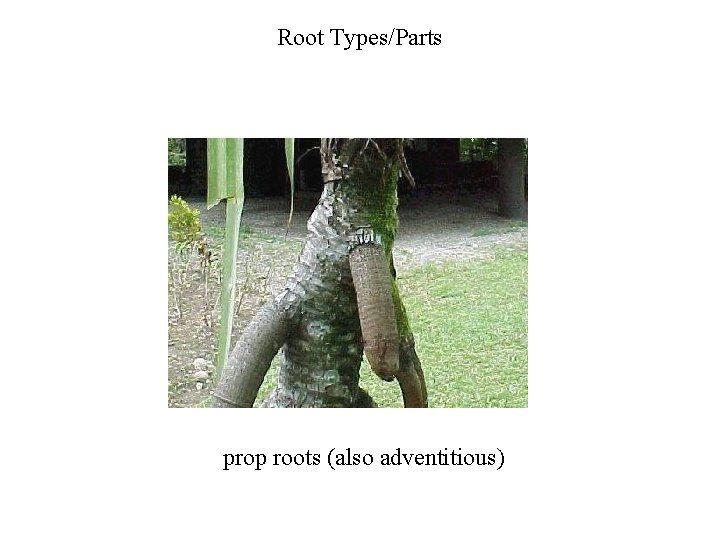 Root Types/Parts prop roots (also adventitious) 