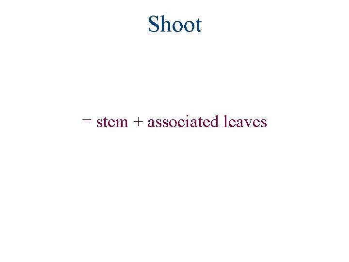 Shoot = stem + associated leaves 