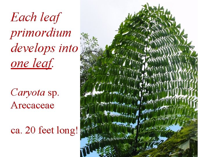 Each leaf primordium develops into one leaf. Caryota sp. Arecaceae ca. 20 feet long!