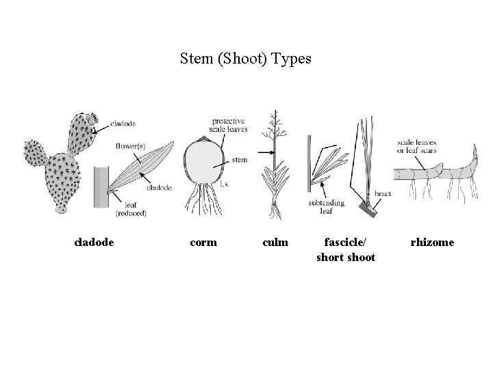 Stem (Shoot) Types cladode corm culm fascicle/ short shoot rhizome 