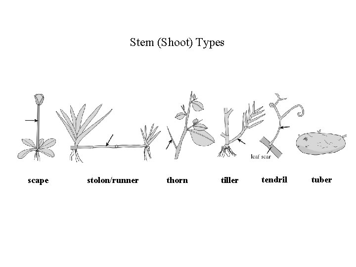 Stem (Shoot) Types scape stolon/runner thorn tiller tendril tuber 