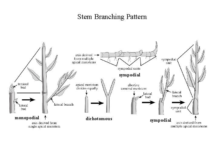 Stem Branching Pattern sympodial monopodial dichotomous sympodial 