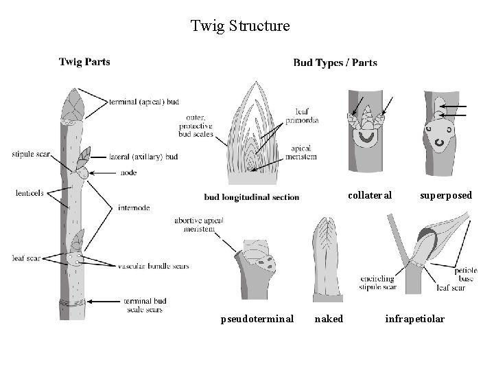 Twig Structure collateral pseudoterminal naked superposed infrapetiolar 