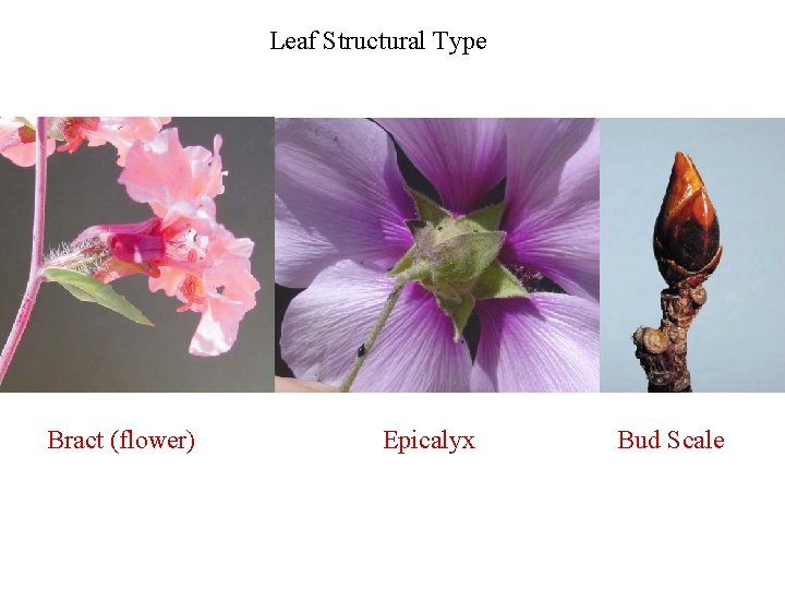 Leaf Structural Type Bract (flower) Epicalyx Bud Scale 