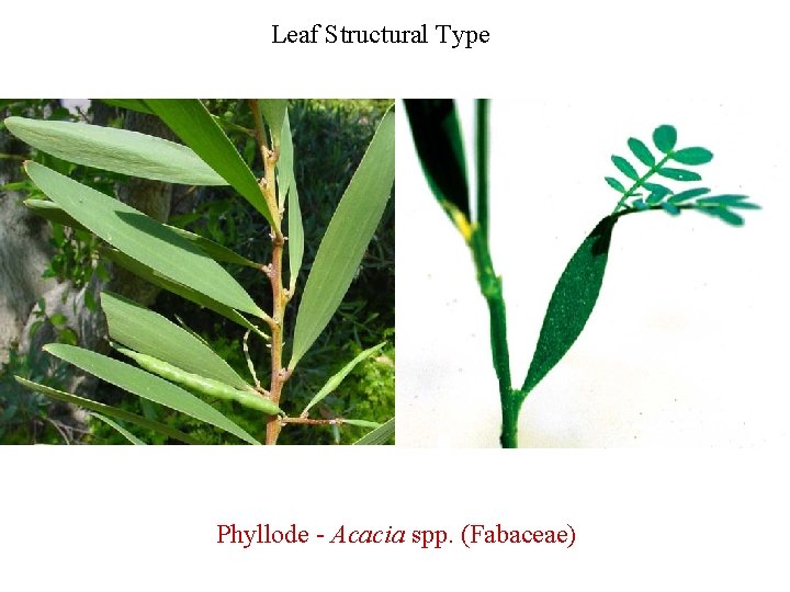 Leaf Structural Type Phyllode - Acacia spp. (Fabaceae) 