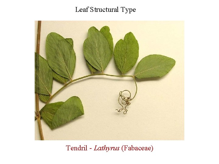 Leaf Structural Type Tendril - Lathyrus (Fabaceae) 