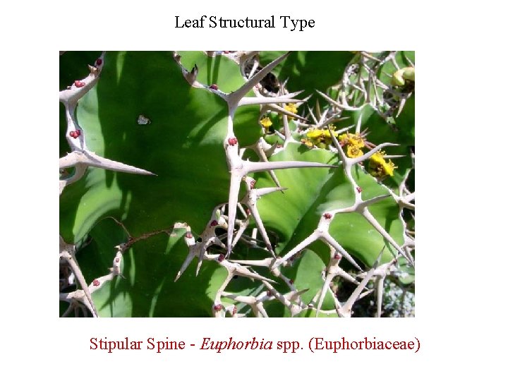 Leaf Structural Type Stipular Spine - Euphorbia spp. (Euphorbiaceae) 