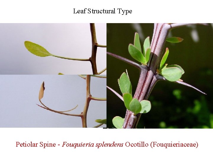 Leaf Structural Type Petiolar Spine - Fouquieria splendens Ocotillo (Fouquieriaceae) 