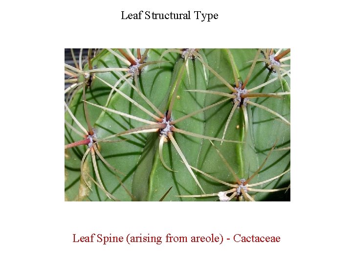 Leaf Structural Type Leaf Spine (arising from areole) - Cactaceae 