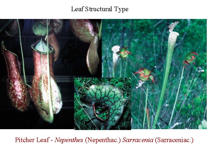 Leaf Structural Type Pitcher Leaf - Nepenthes (Nepenthac. ) Sarracenia (Sarraceniac. ) 