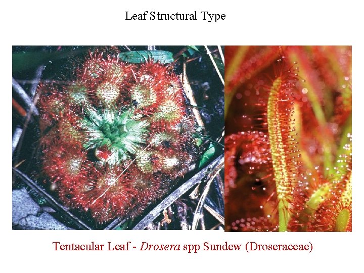 Leaf Structural Type Tentacular Leaf - Drosera spp Sundew (Droseraceae) 