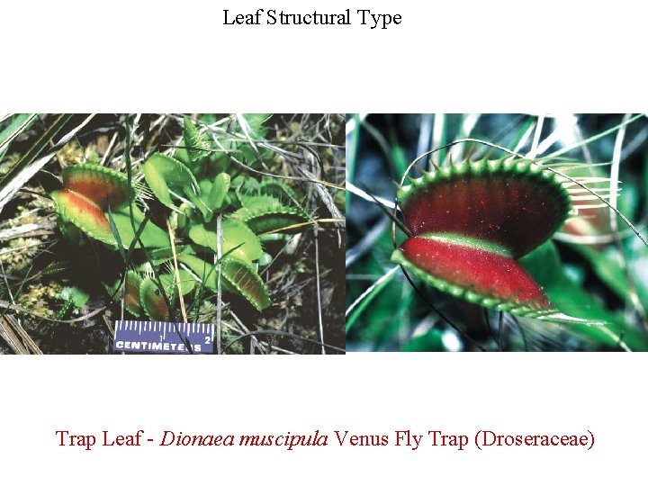 Leaf Structural Type Trap Leaf - Dionaea muscipula Venus Fly Trap (Droseraceae) 