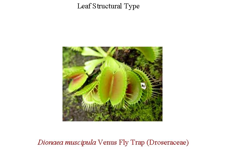 Leaf Structural Type Dionaea muscipula Venus Fly Trap (Droseraceae) 