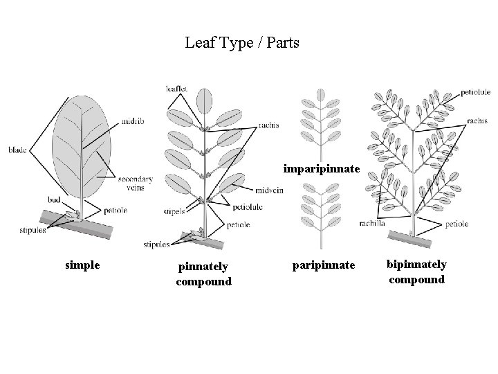 Leaf Type / Parts imparipinnate simple pinnately compound paripinnate bipinnately compound 