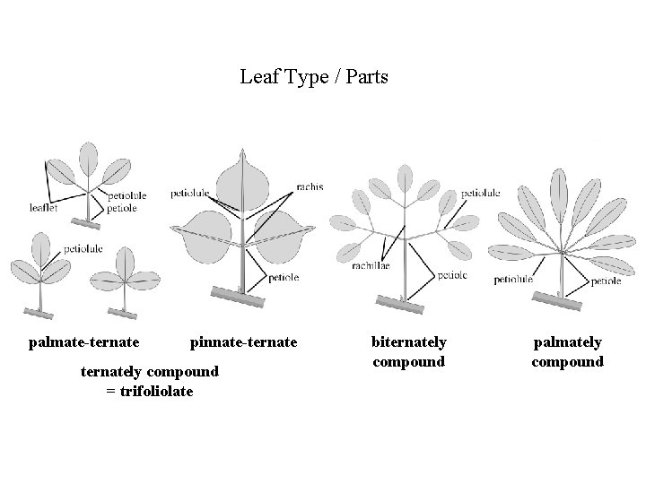 Leaf Type / Parts palmate-ternate pinnate-ternately compound = trifoliolate biternately compound palmately compound 