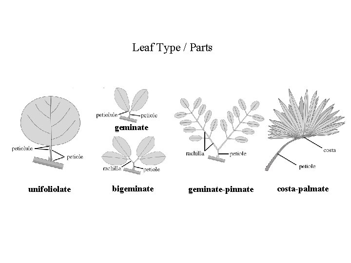 Leaf Type / Parts geminate unifoliolate bigeminate-pinnate costa-palmate 