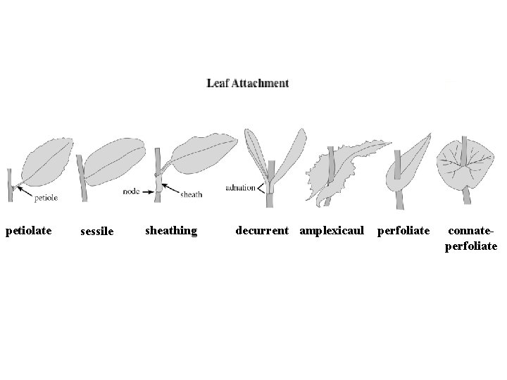 petiolate sessile sheathing decurrent amplexicaul perfoliate connateperfoliate 