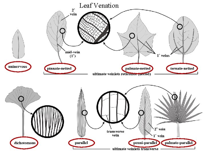 Leaf Venation 