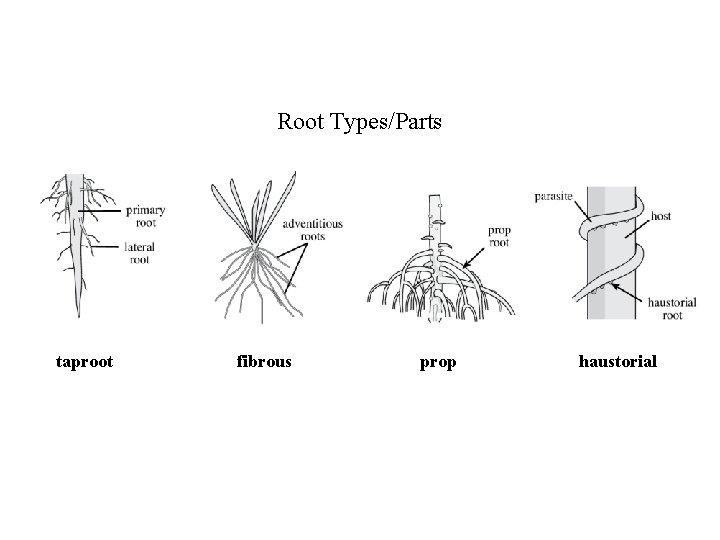 Root Types/Parts taproot fibrous prop haustorial 