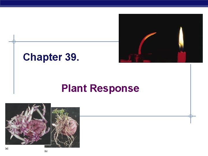 Chapter 39. Plant Response AP Biology 