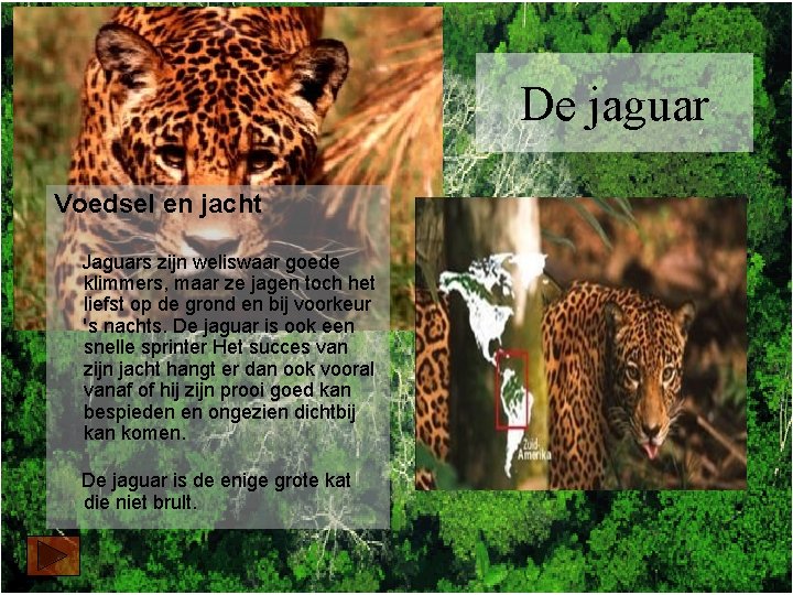 De jaguar Voedsel en jacht Jaguars zijn weliswaar goede klimmers, maar ze jagen toch