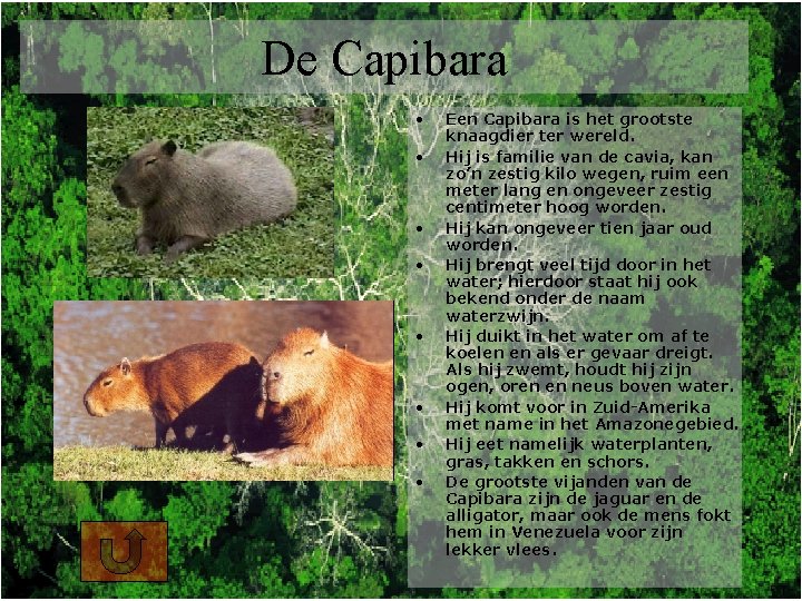 De Capibara • • Een Capibara is het grootste knaagdier ter wereld. Hij is