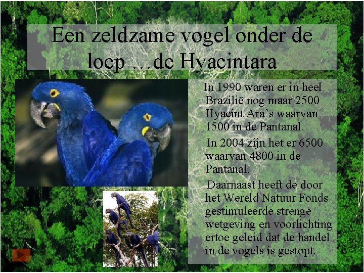 Een zeldzame vogel onder de loep …de Hyacintara In 1990 waren er in heel