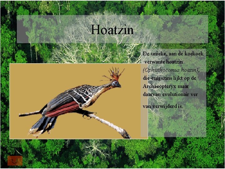 Hoatzin De unieke, aan de koekoek verwante hoatzin (Ophisthocomus hoazin), die enigszins lijkt op