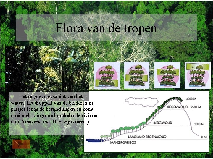 Flora van de tropen Het regenwoud druipt van het water. . . het druppelt