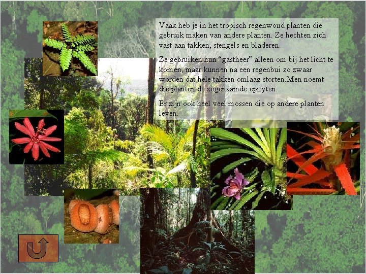 Vaak heb je in het tropisch regenwoud planten die gebruik maken van andere planten.