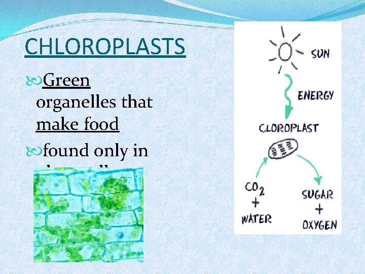 CHLOROPLASTS Green organelles that make food found only in plant cells 