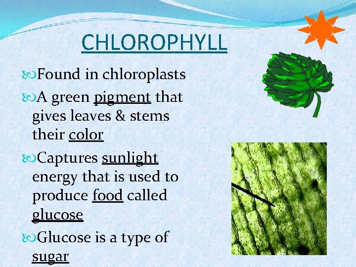 CHLOROPHYLL Found in chloroplasts A green pigment that gives leaves & stems their color