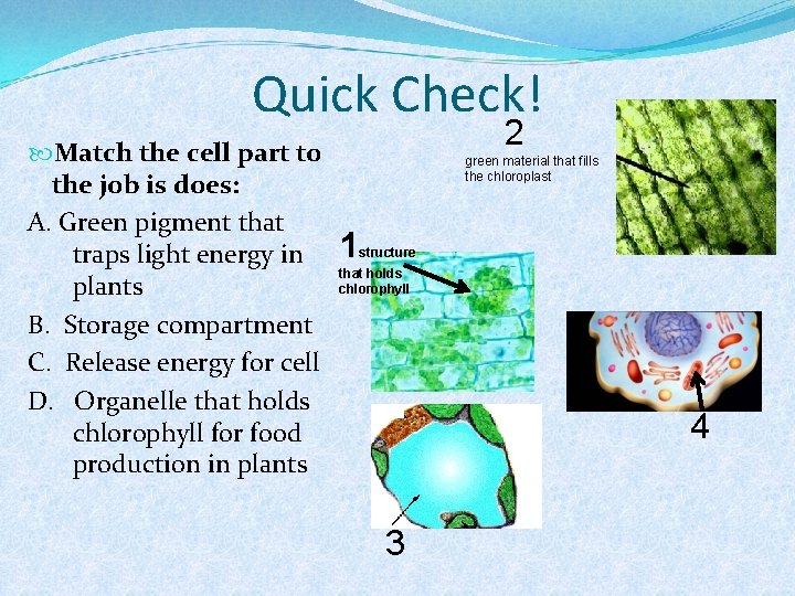 Quick Check! Match the cell part to the job is does: A. Green pigment