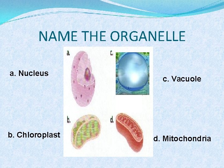 NAME THE ORGANELLE a. Nucleus b. Chloroplast c. Vacuole d. Mitochondria 