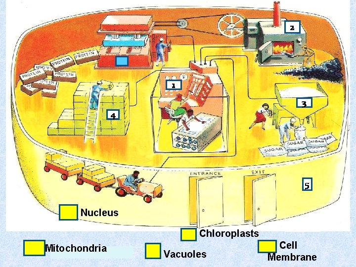 2 1 3 4 5 1 - Nucleus 3 - Chloroplasts 2 - Mitochondria