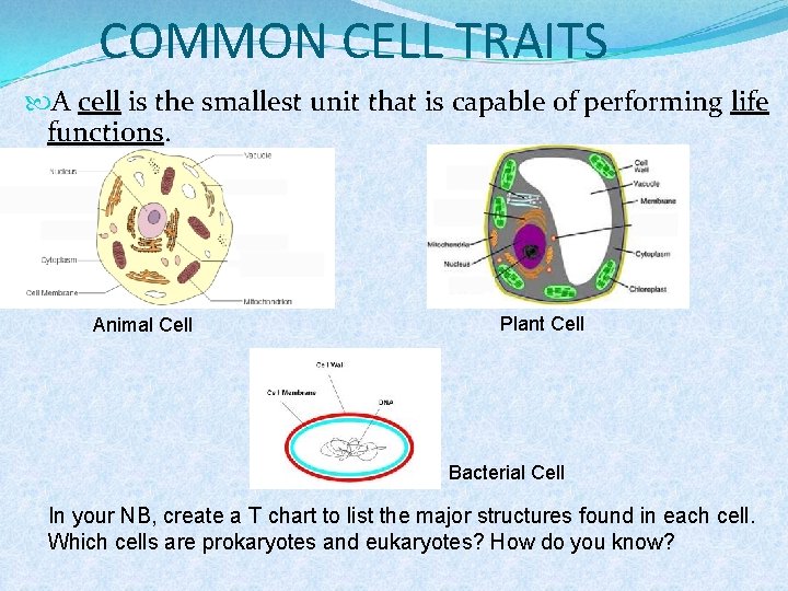 COMMON CELL TRAITS A cell is the smallest unit that is capable of performing