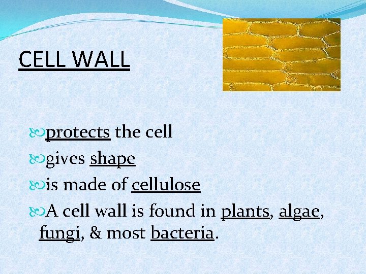 CELL WALL protects the cell gives shape is made of cellulose A cell wall