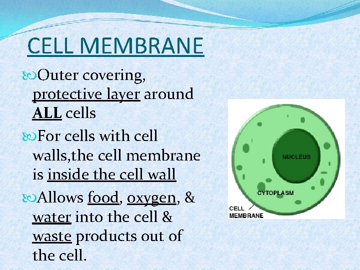 CELL MEMBRANE Outer covering, protective layer around ALL cells For cells with cell walls,