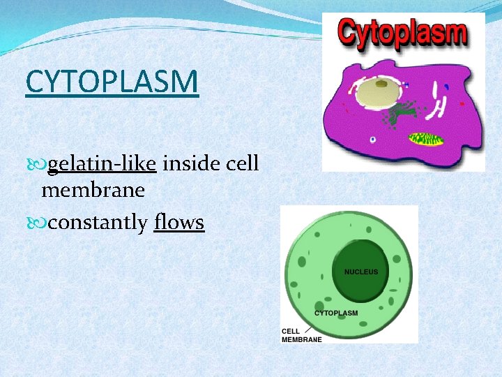 CYTOPLASM gelatin-like inside cell membrane constantly flows 