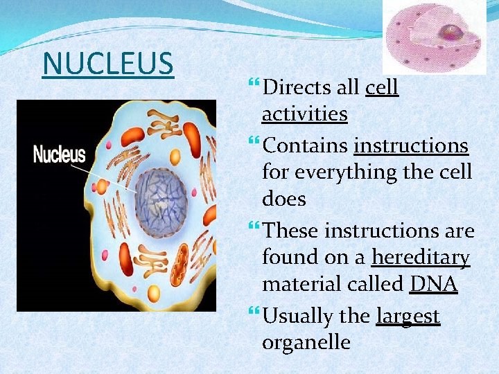 NUCLEUS Directs all cell activities Contains instructions for everything the cell does These instructions