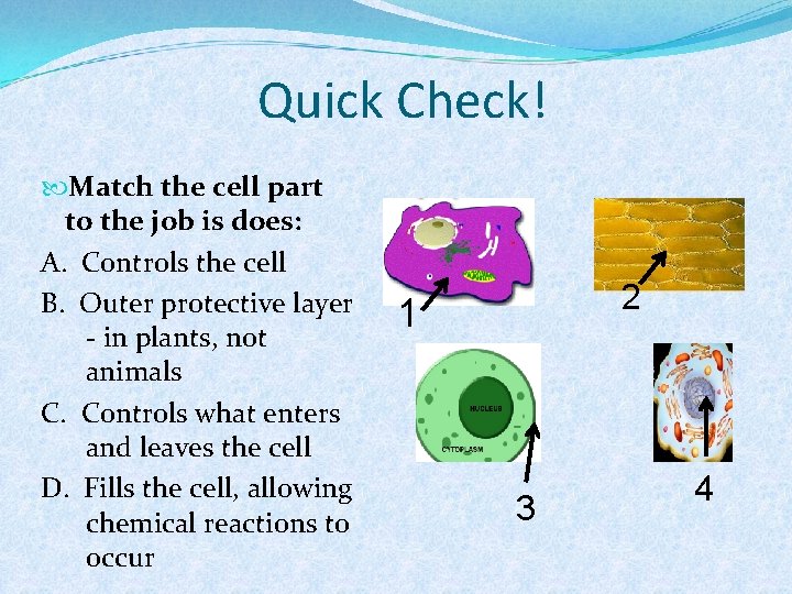 Quick Check! Match the cell part to the job is does: A. Controls the