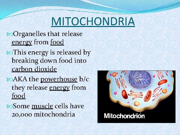 MITOCHONDRIA Organelles that release energy from food This energy is released by breaking down