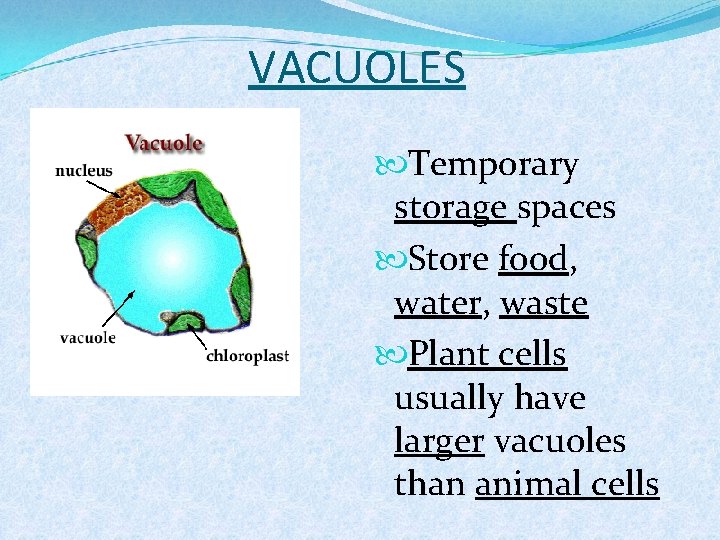 VACUOLES Temporary storage spaces Store food, water, waste Plant cells usually have larger vacuoles