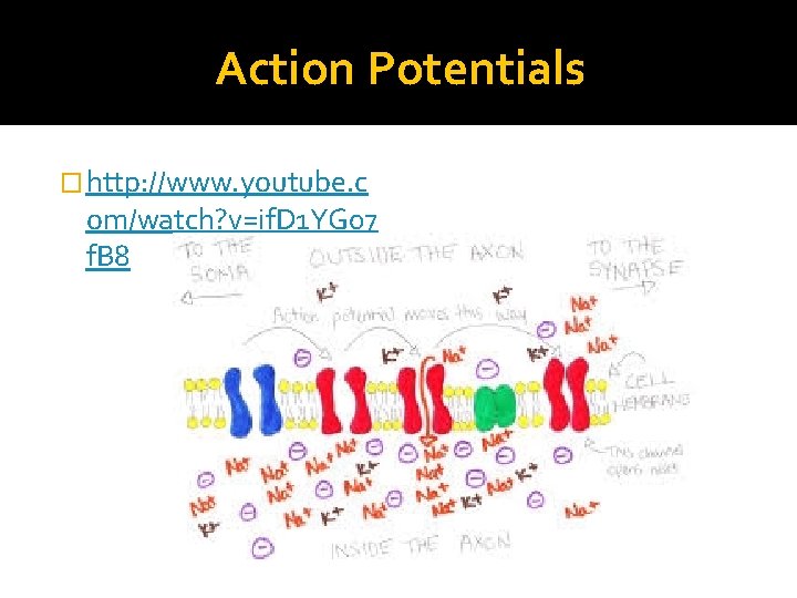 Action Potentials � http: //www. youtube. c om/watch? v=if. D 1 YG 07 f.